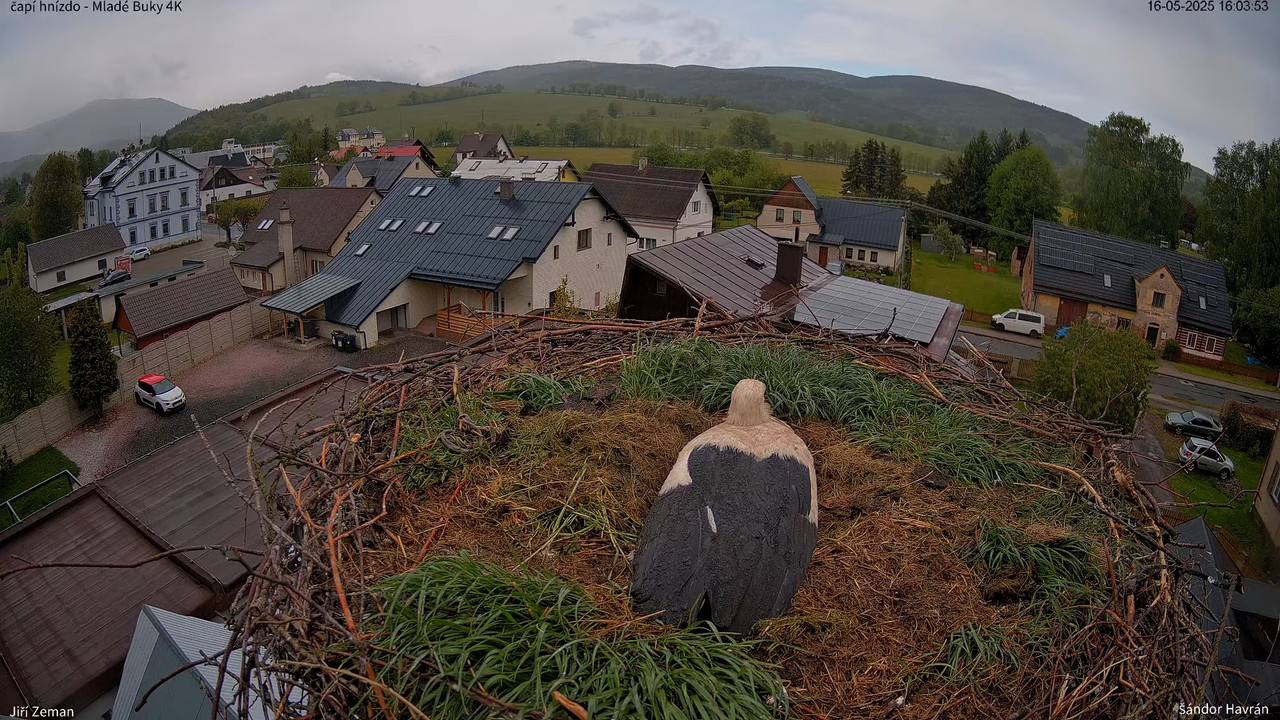 Živá kamera - Mladé Buky - čapí hnízdo 4K 13-11-34 screenshot