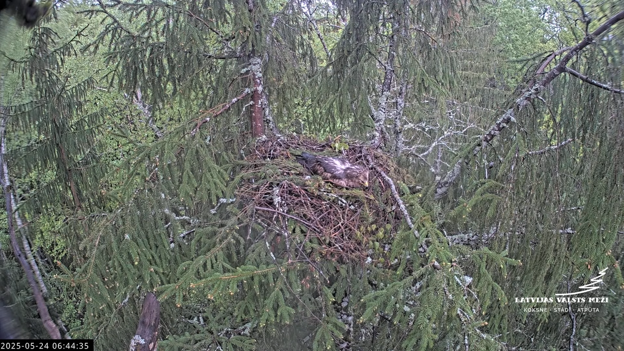 LVM mazais ērglis Lisiņa, egle2 – Lesser Spotted Eagle 6-37-45 screenshot