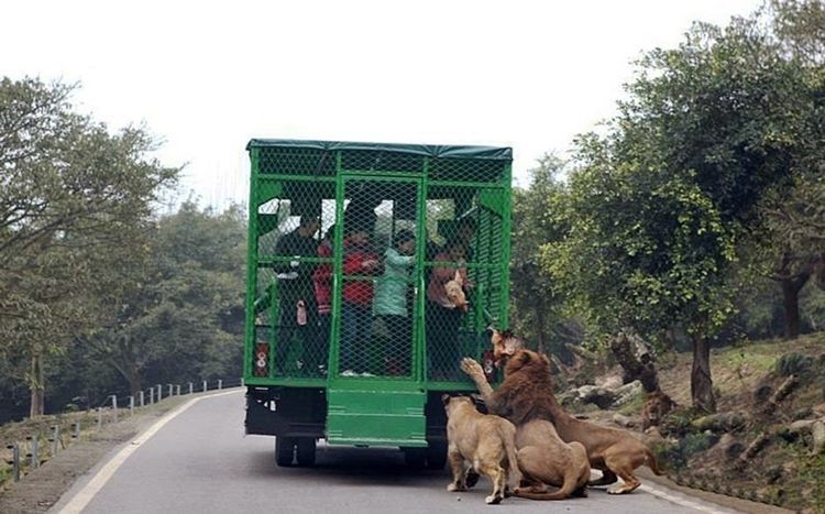 1453365714-lehe-ledu-wildlife-zoo-lions
