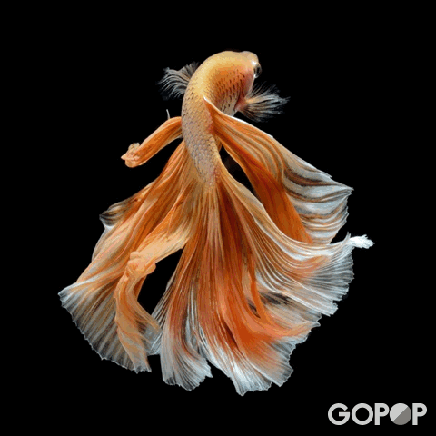 [Image: 12-C0-B3-D8-075-A-4-BAE-942-B-81-B73-B37-E098.gif]
