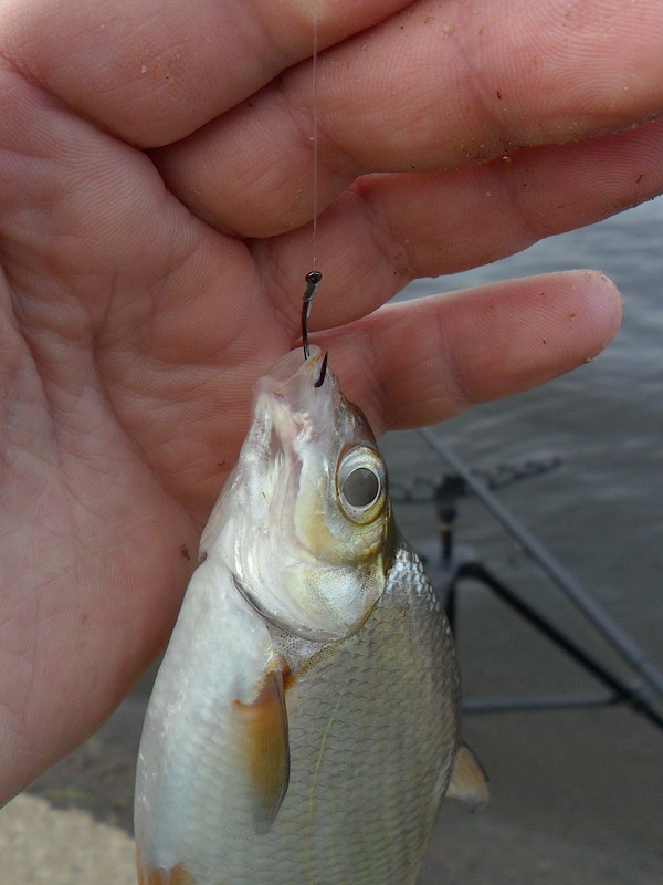 Добрянка 18.09.13 г 03