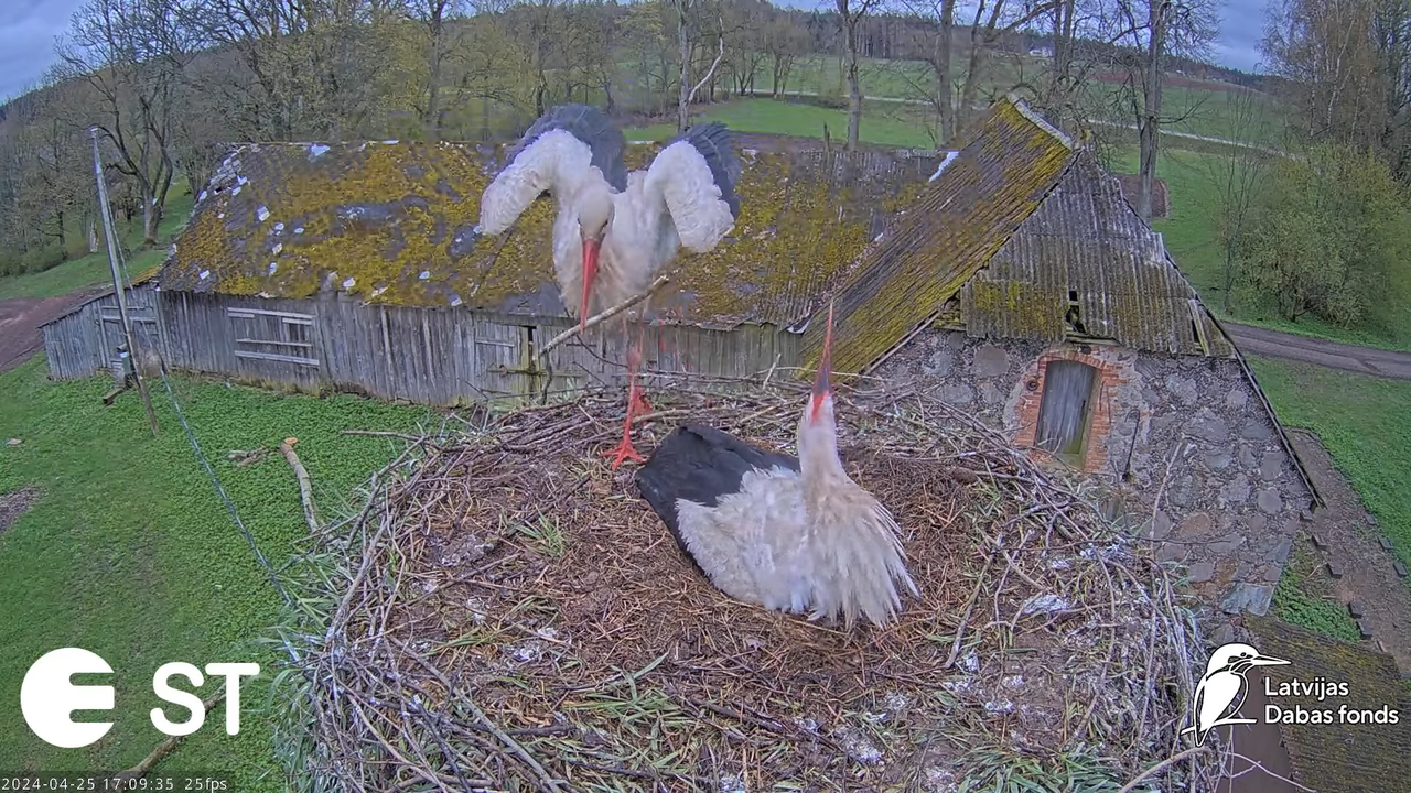 Baltie stārķi (Ciconia ciconia) Tukuma novadā - LDF tiešraide __ White storks in Tukums, Latvia 13-2
