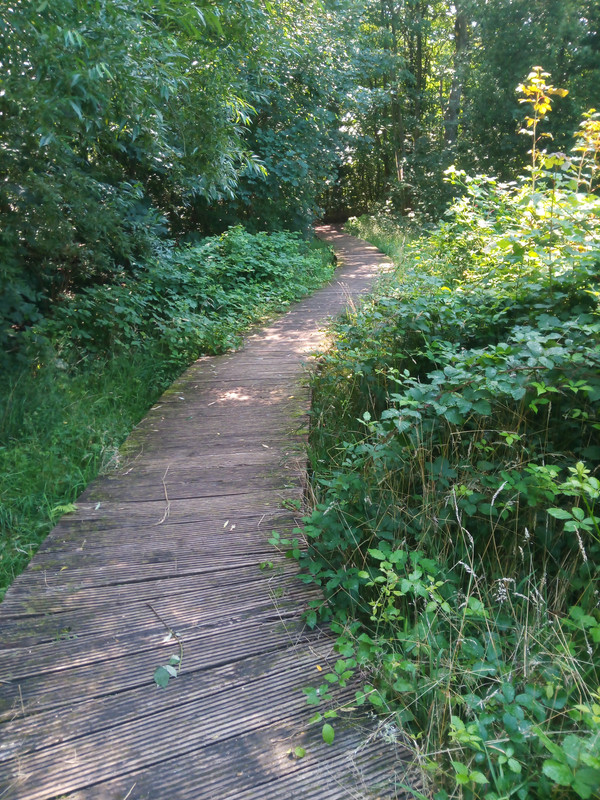 04 0723 woody wooden walkway through the woods — Postimages