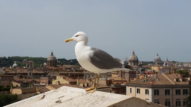 ROMA EN UN PAR DE DIAS. ABRIL 2016 - Blogs de Italia - COLISEO, MOISES, FORO.....ROMA!! (17)