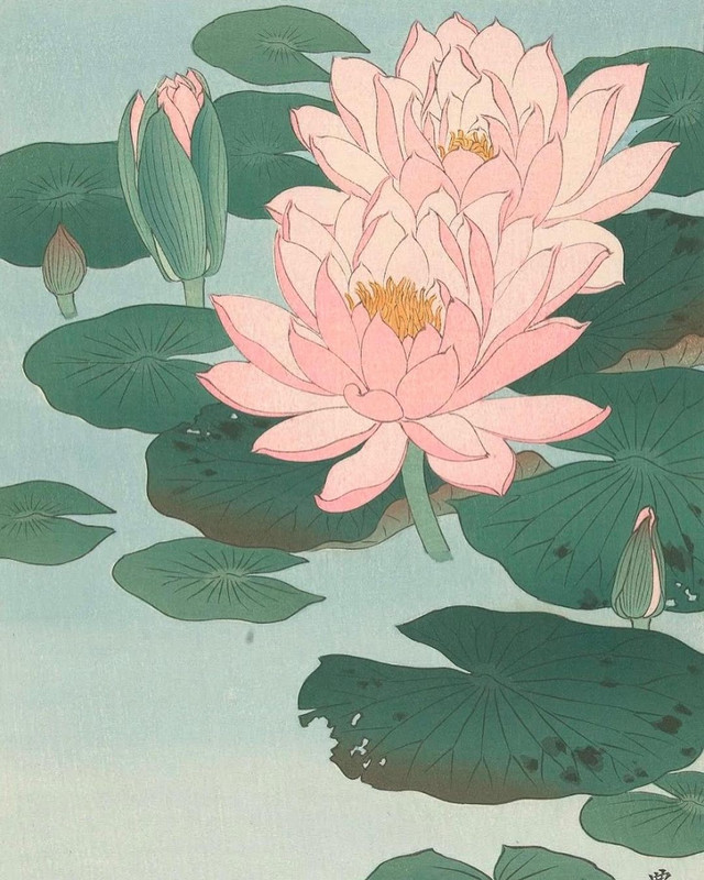 A lotus flower, symbolizing metta.