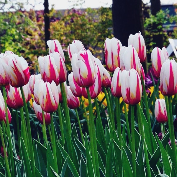 Tulip Carnaval De Rio