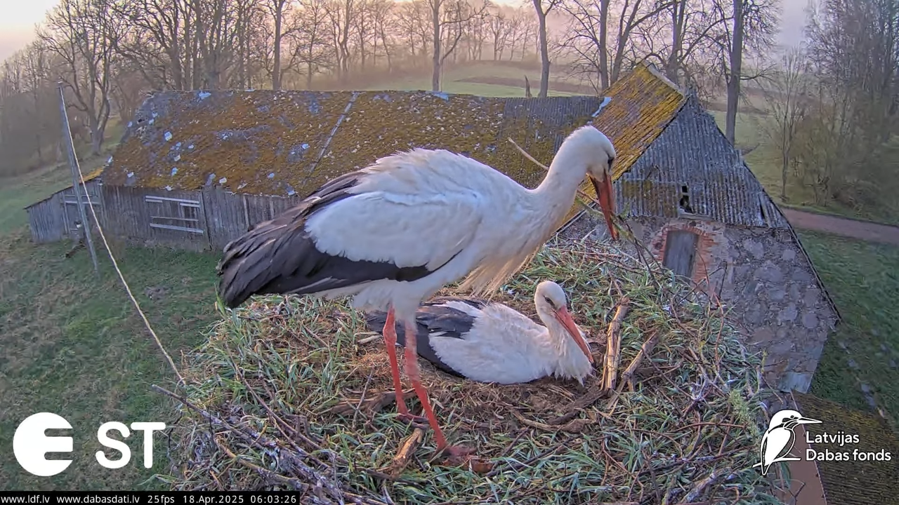 (20) Baltie stārķi (Ciconia ciconia) Tukuma novadā __ White storks in Tukums, Latvia - YouTube - 628