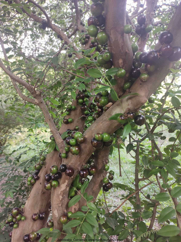 Huertasurbanas_com-mejor_hojas_frutos_jaboticaba_corrientes.jpeg-20211020_192503Jaboticaba_Corriente