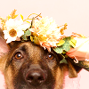 24-stock-daily-crown