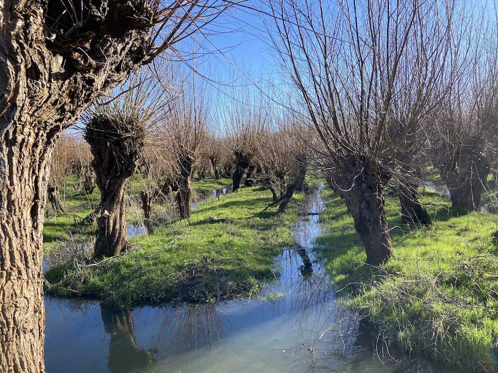One of the lanes of trees