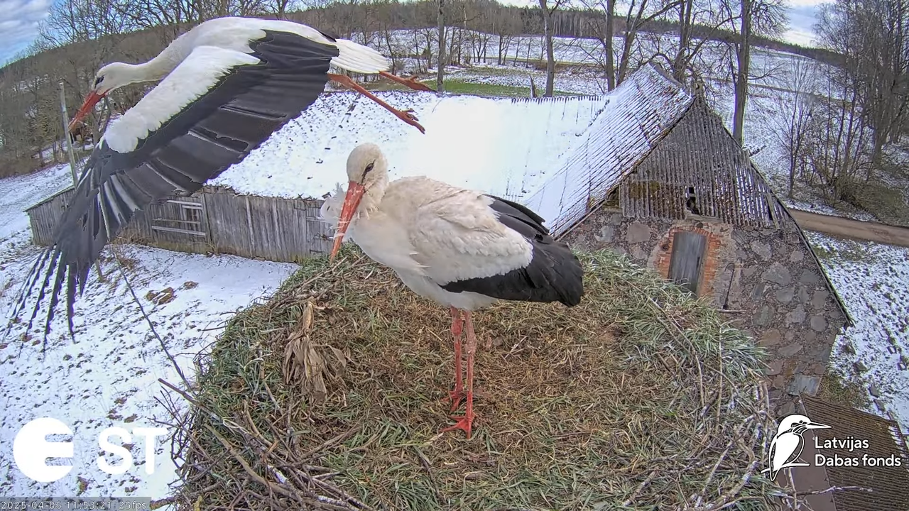 (8) Baltie stārķi (Ciconia ciconia) Tukuma novadā __ White storks in Tukums, Latvia - YouTube - 757_