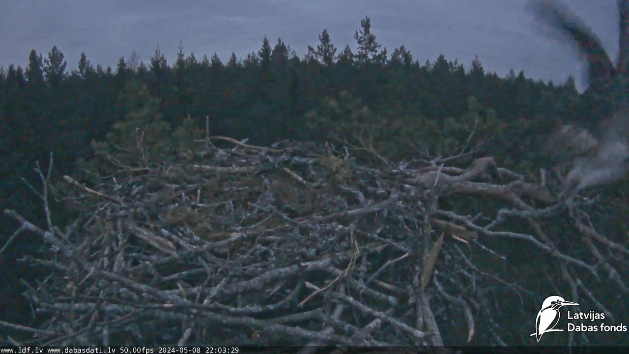 Zivju ērglis (Pandion haliaetus) Kurzemē - LDF tiešraide 13-44-39 screenshot