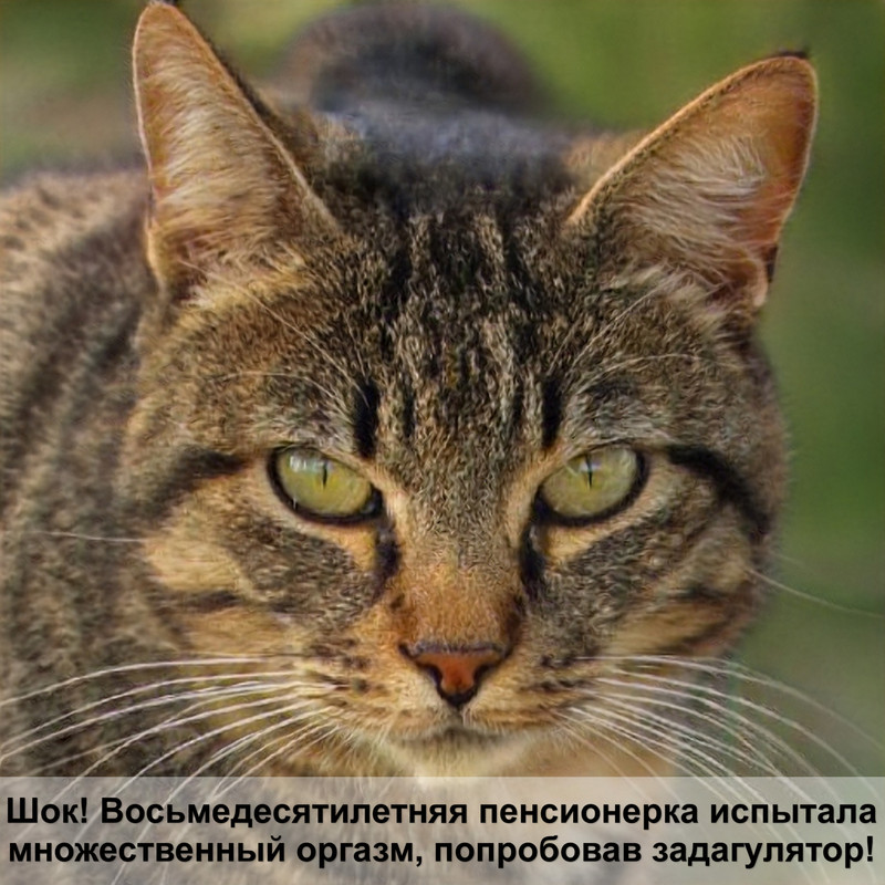 окрасы кошек редкие