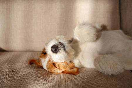 chiencouche.jpg