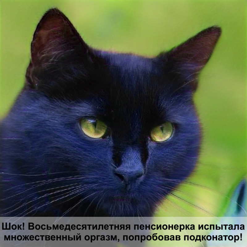 кошачья лапа