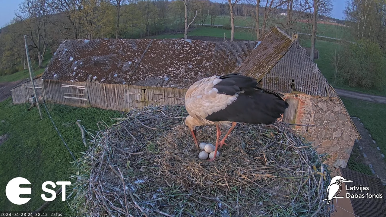 Baltie stārķi (Ciconia ciconia) Tukuma novadā - LDF tiešraide __ White storks in Tukums, Latvia 13-6