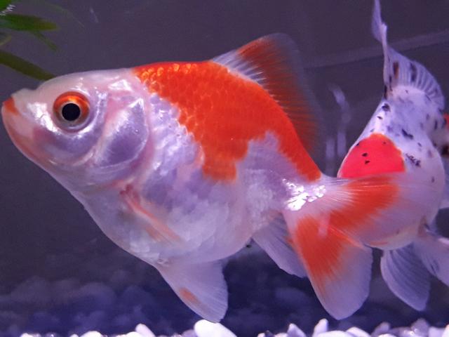 20180919_225726(0)_resized