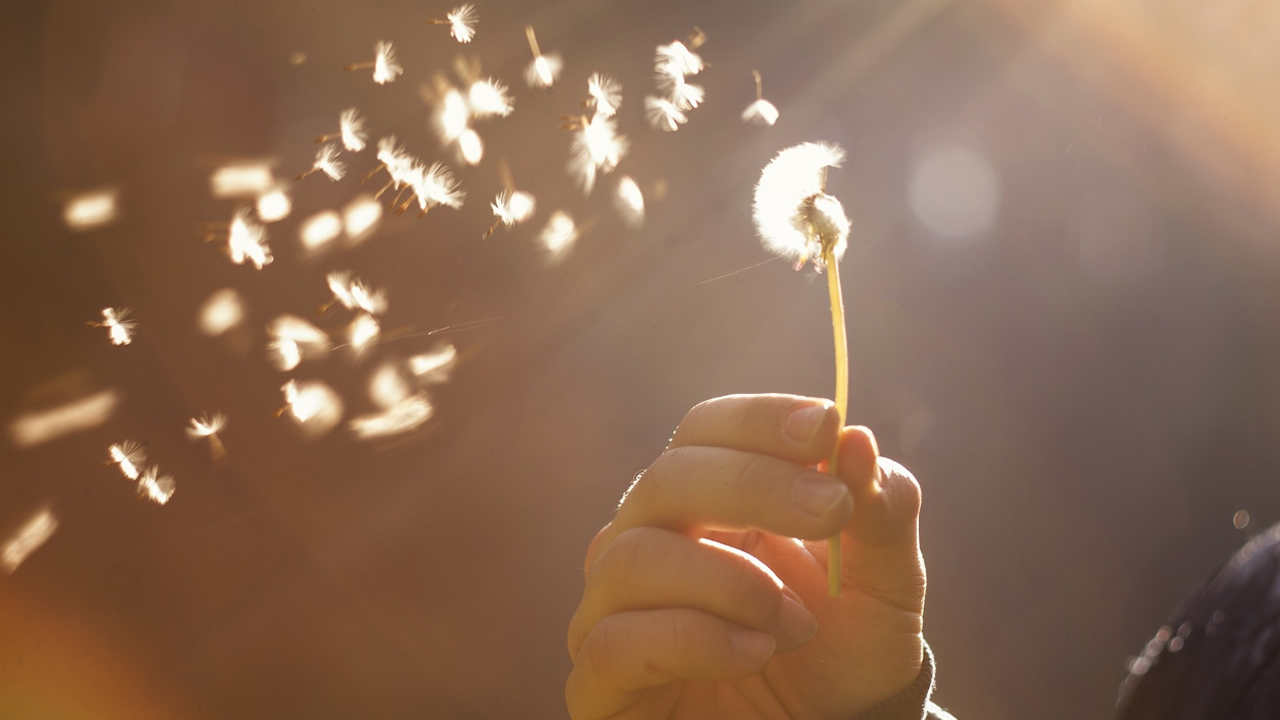 ¿Qué significa soñar con un diente de león?