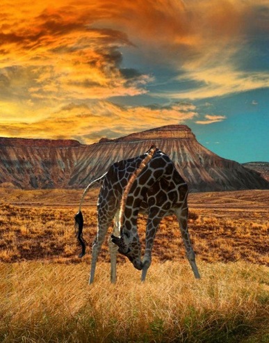Giraffe-in-Colorado