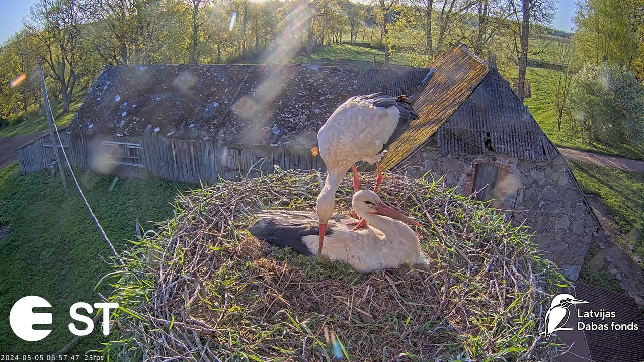 Baltie stārķi (Ciconia ciconia) Tukuma novadā - LDF tiešraide __ White storks in Tukums, Latvia 9-51