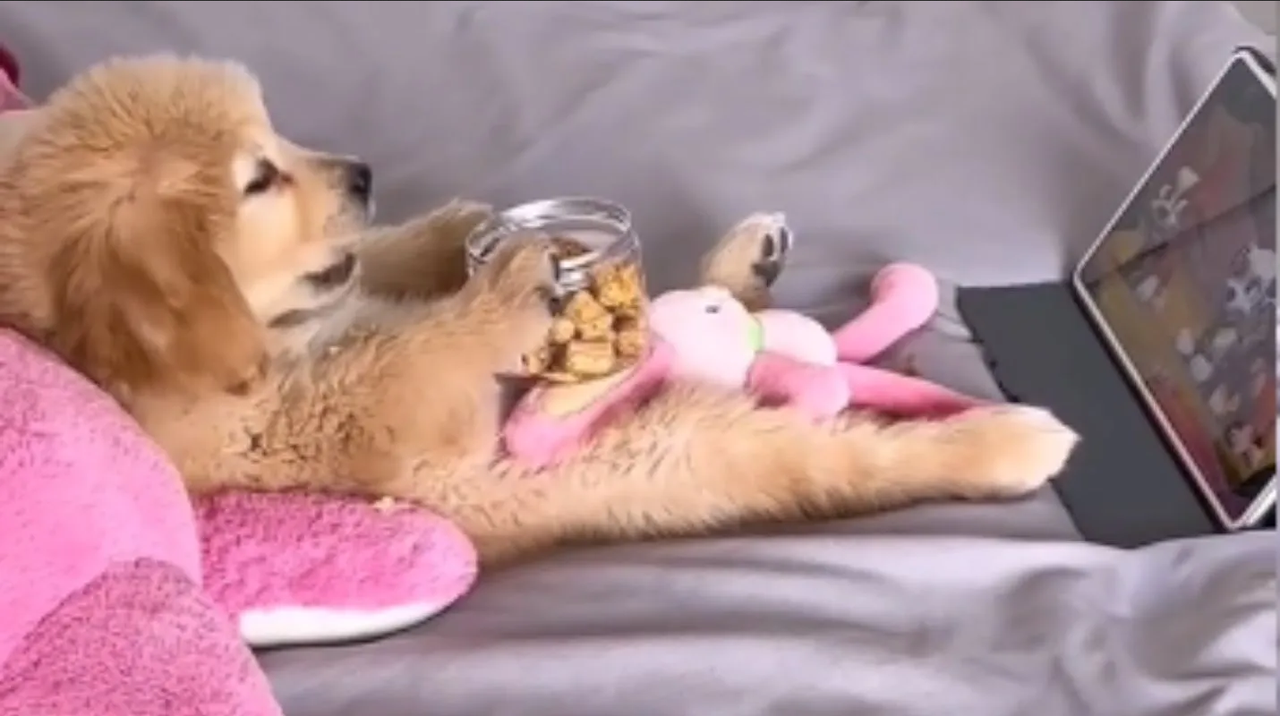 Mira el nuevo meme viral del perrito en el sofá que te representa en esta Navidad