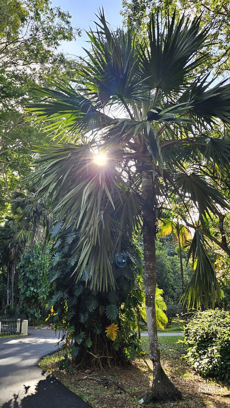 Isla Mauricio II: rozando el nirvana - Blogs de Mauricio - Port Louis y Jardín de Pamplemousses (12)