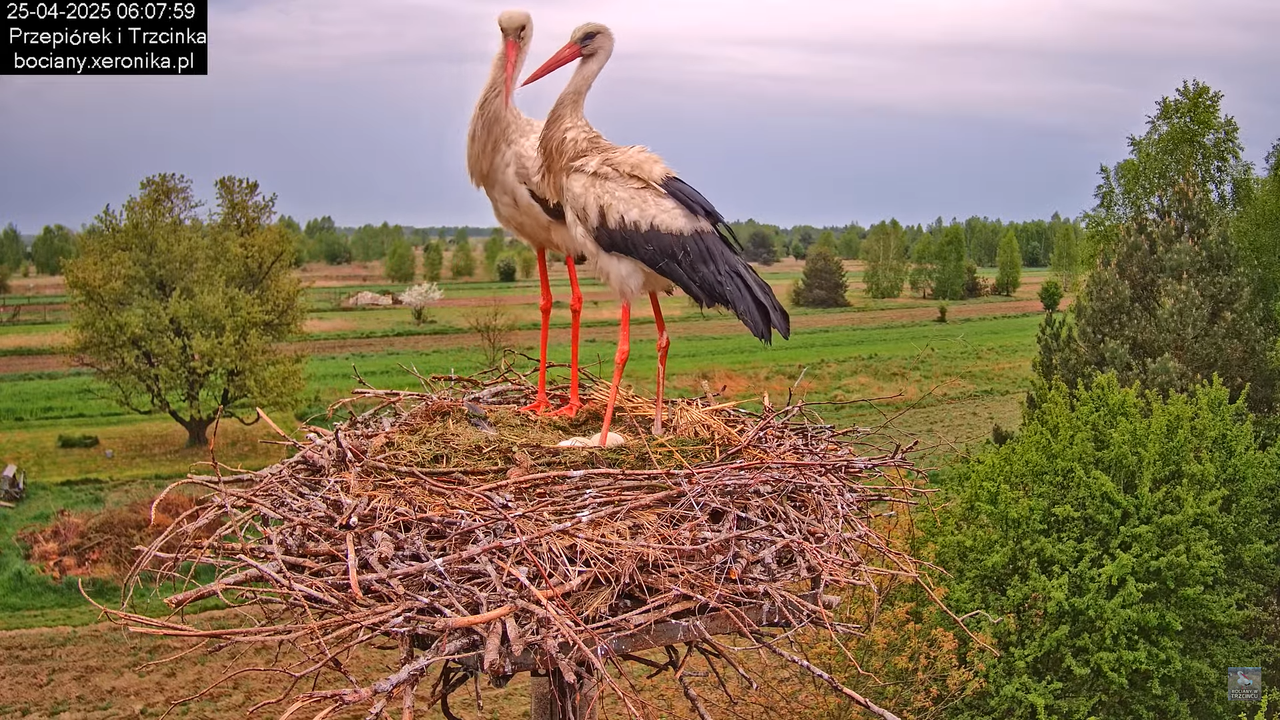 25042025bociany3