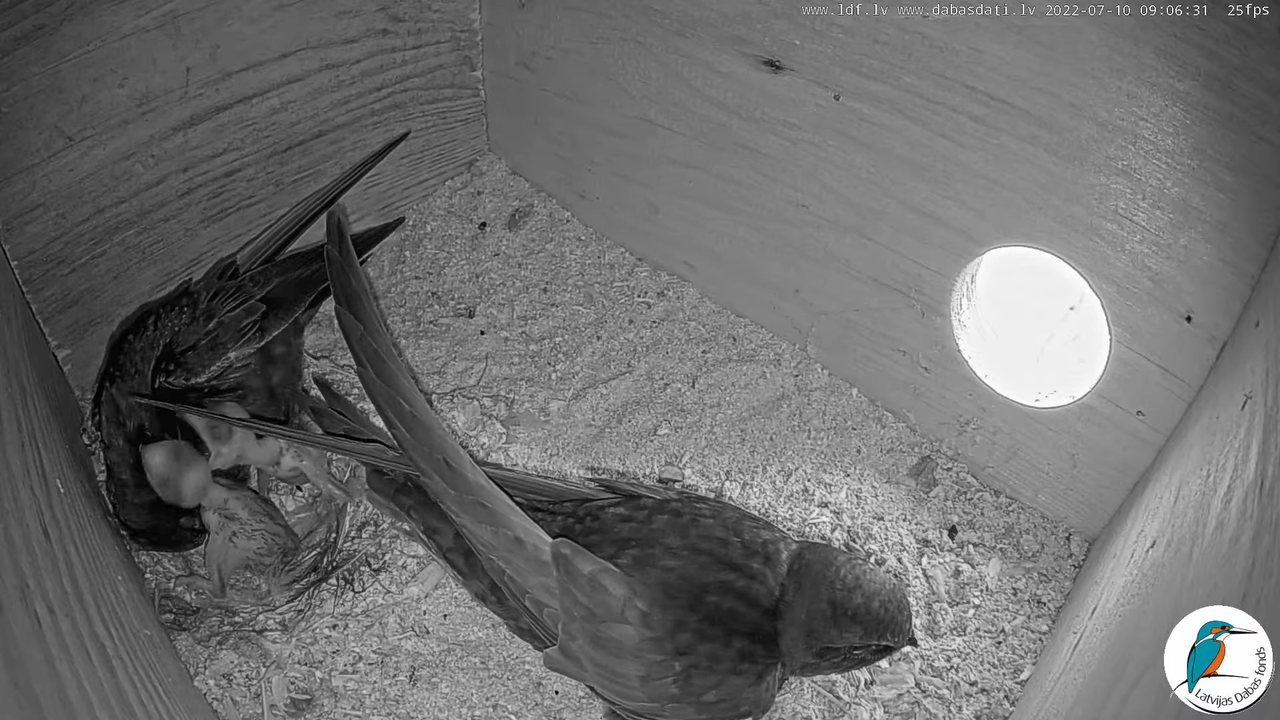 Svīre (Apus apus) Cēsu pils - LDF tiešraide _ Būris 2-45-36 screenshot