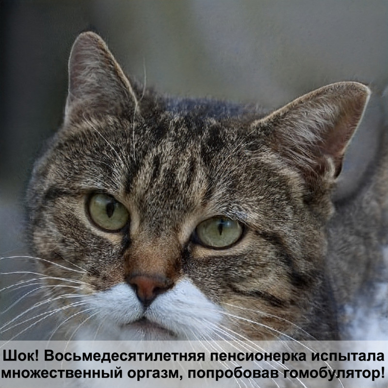 голубокремовый окрас кошки