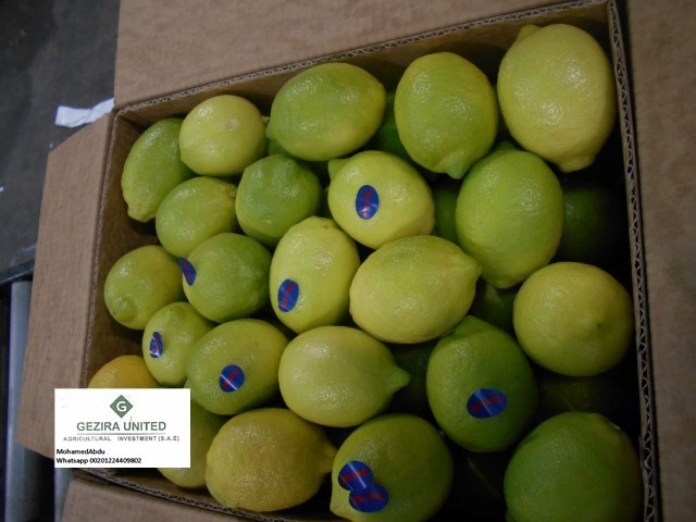 Fresh Lemon (8)
