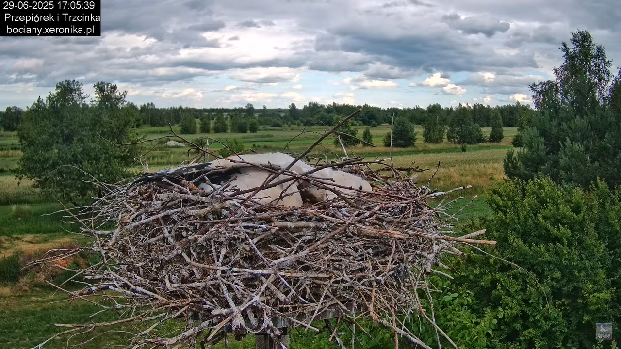 29062025bociany45