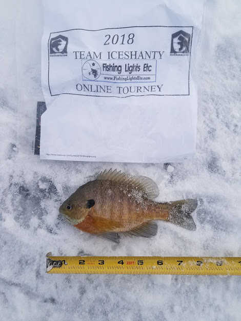 1 blue gill