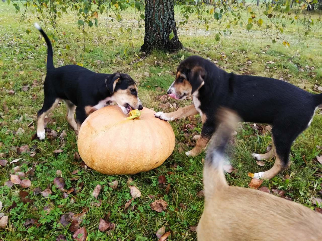 изображение_viber_2019-09-22_13-36-01