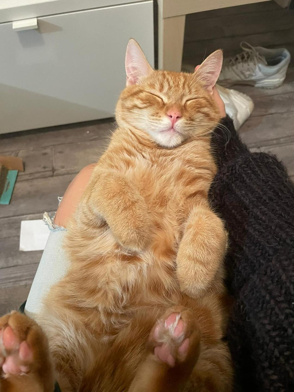 Tigrou - Décembre 2022