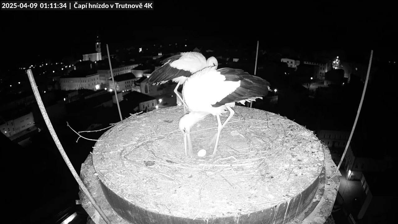 Tiešraidē no stārķa ligzdas uz alus darītavas skursteņa Trutnovā 2-39-10 screenshot