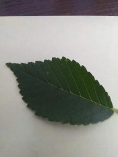 IMG_20190621_175859934