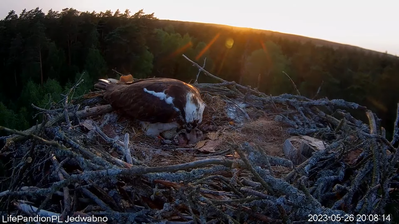 Rybołowy Online Puszcza Napiwodzko-Ramucka _ Ospreys Online in Napiwodzko-Ramucka Forest 10-53-12 sc