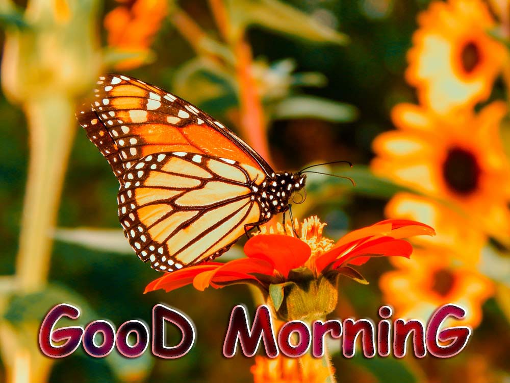 Have a Beautiful Day Good Day pictures, Good Day images, Good Day graphics, Good Day scraps, comments, Pics, Fotos, Photos, Facebook, Whatsapp, Instagram, Myspace, Hi5, Friendster and more day graphics