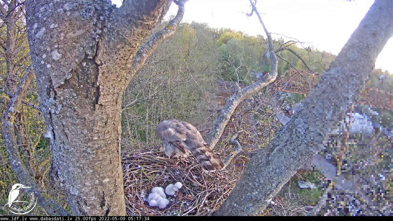 Vistu vanags (Accipiter gentilis) Rīgā - LDF tiešraide __ Goshawks, Riga, Latvia 8-42-34 screenshot