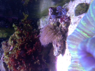 Erythropodium  image(2)