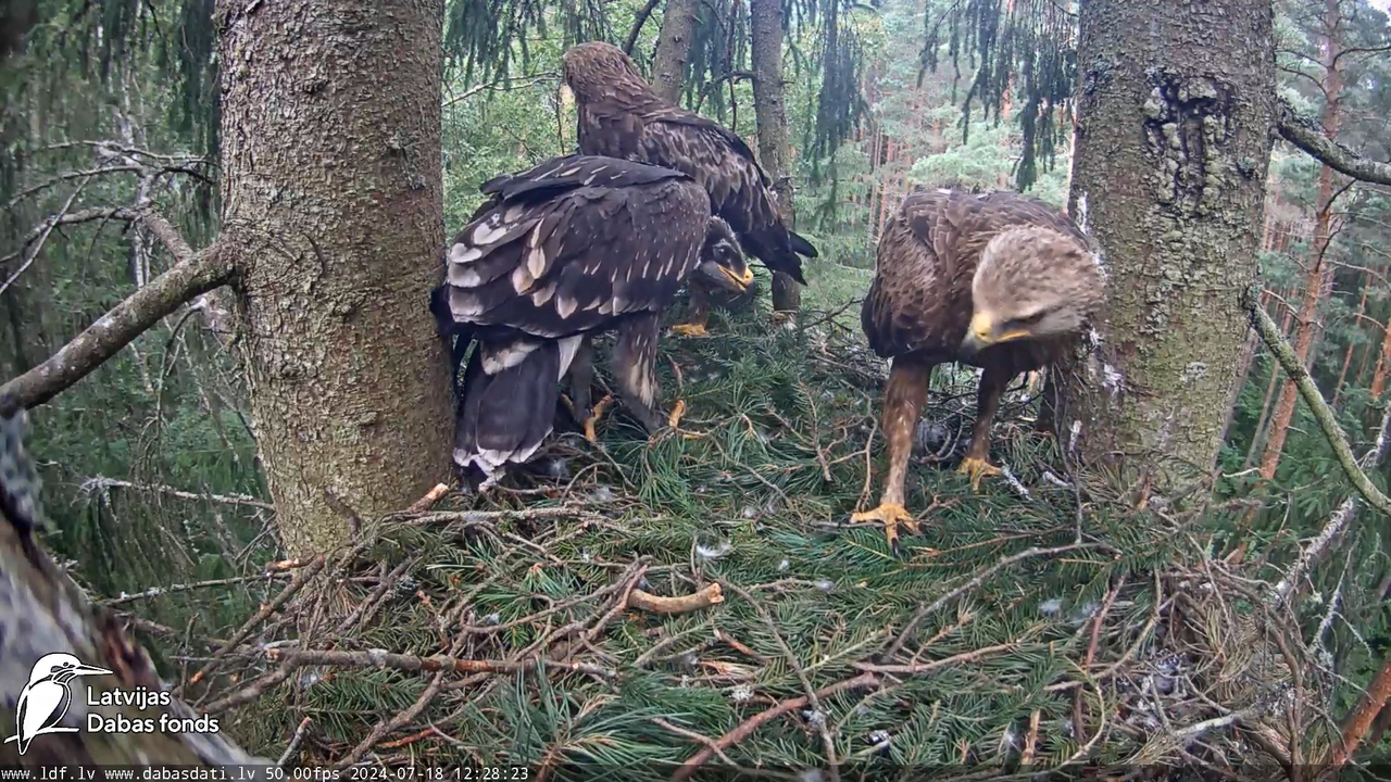Mazais ērglis (Clanga pomarina), ligzda eglē __ Lesser spotted eagle in spruce, Zemgale, Latvia 13-5
