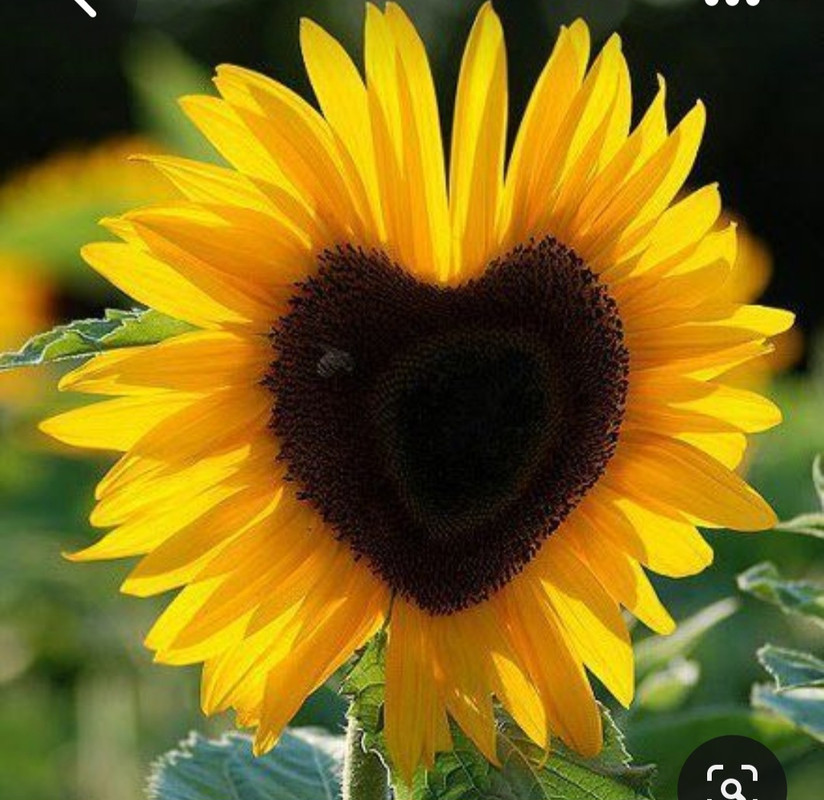 Screenshot_20230416_005547_Pinterest