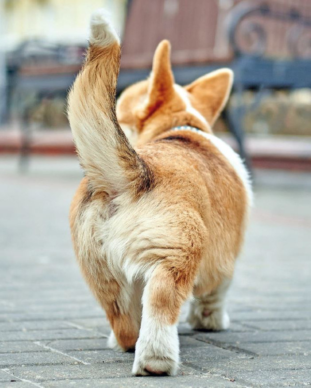 QuattroZampe Lug 2023 (6)