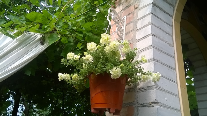 WP_20150812_10_05_44_Pro