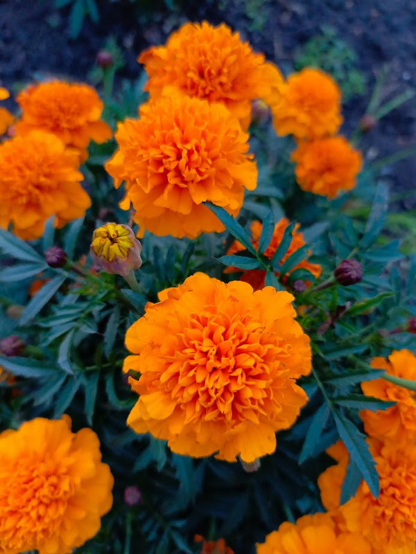 IMG_20230930_181535_276