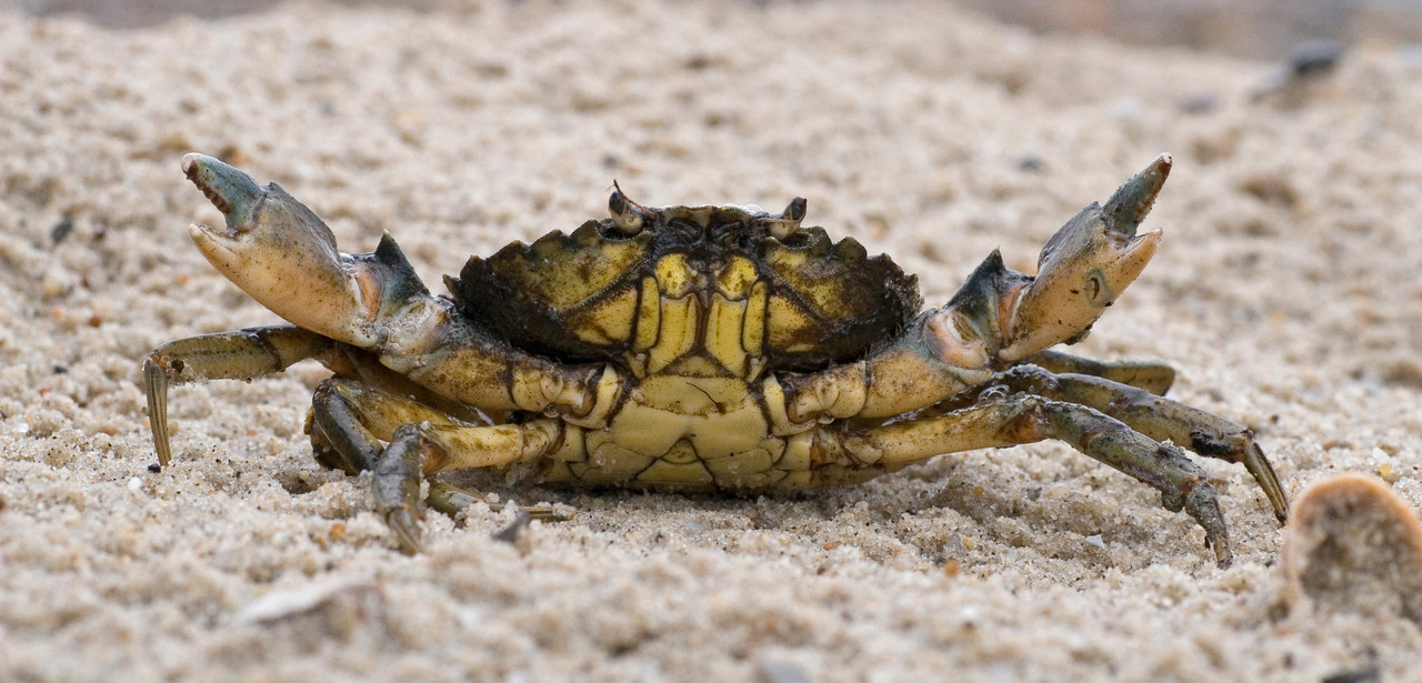 Crab