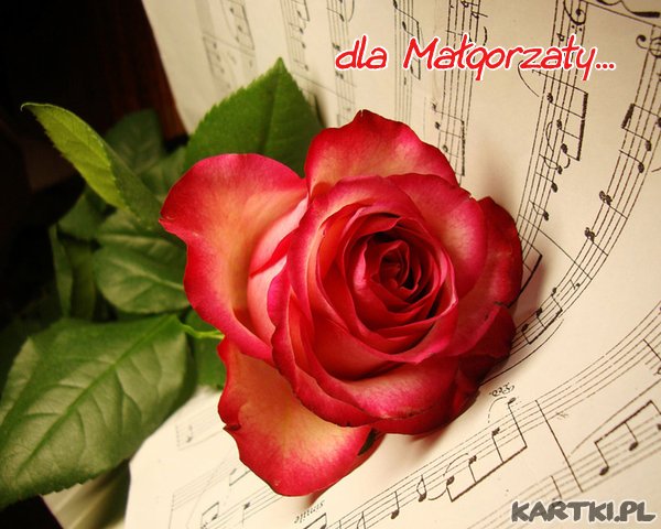 roza_dla_malgorzaty_3