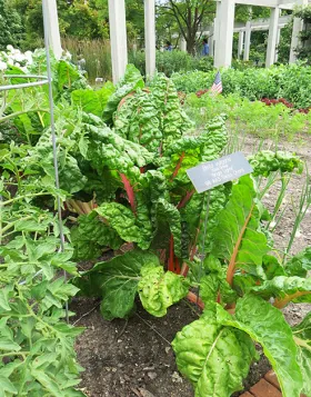 Microgreens with Oranges