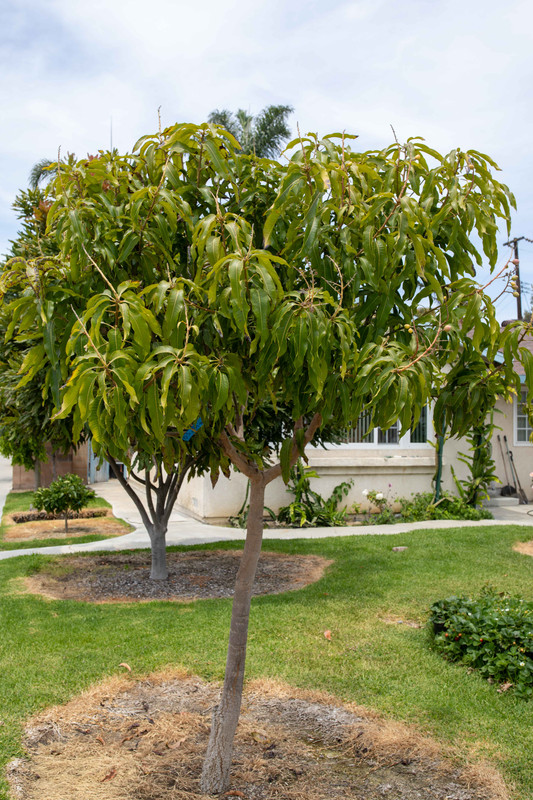 8U1A0659  Lemon Zest Mango Tree with a Little Fruit (6-15-2021)