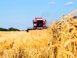 Производство сельхозпродукции в Украине за I квартал выросло на 3,4%